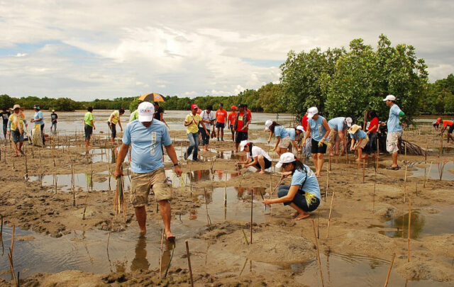 Mangrove planting