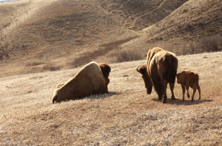 bison