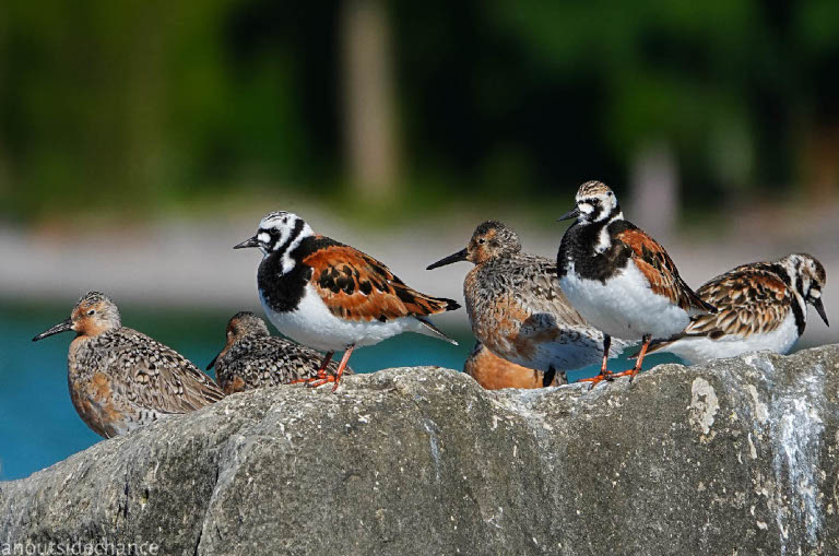 migratory birds