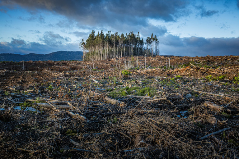 deforestation