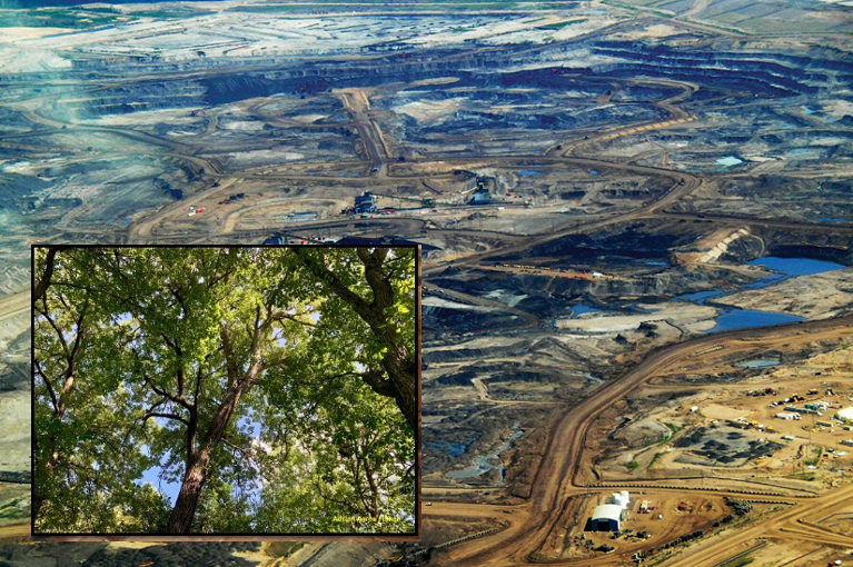Tar sands overlaid with woodland picture
